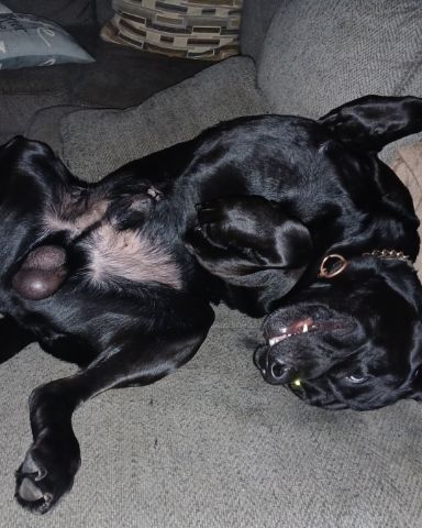 Cute lab named gunner
