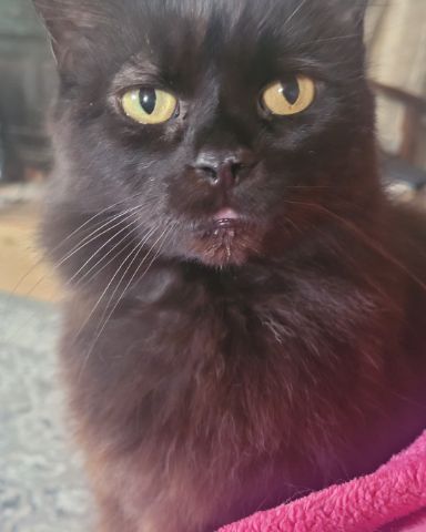 Cute cat named Fluffy