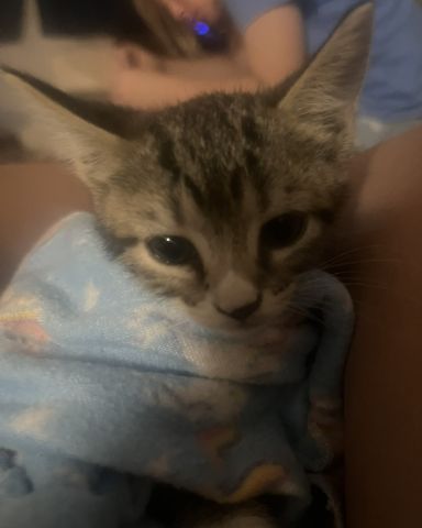 Cute cat named cinnamon
