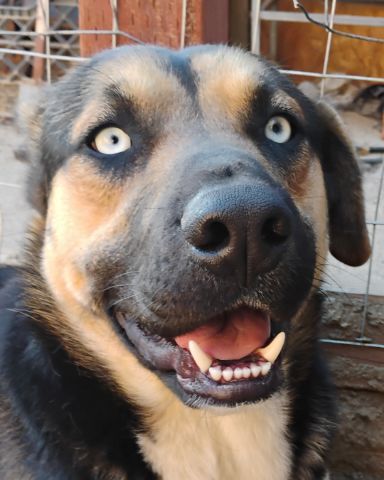 Cute German shepherd mix named Obie
