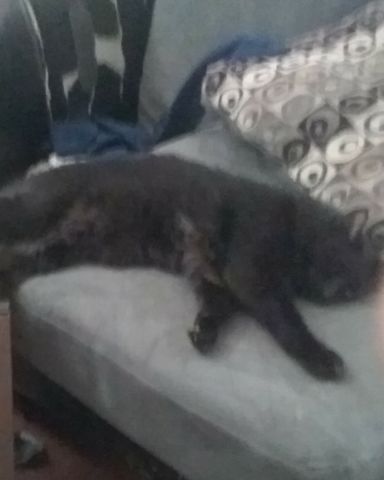 Cute cat named mittens❤️