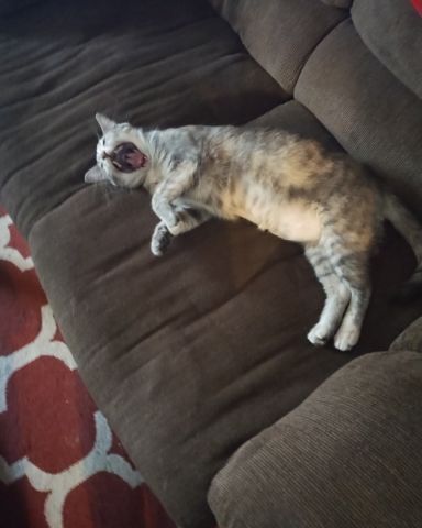 Cute gray cat named Kitty
