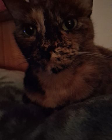 Cute cat named Gizmo