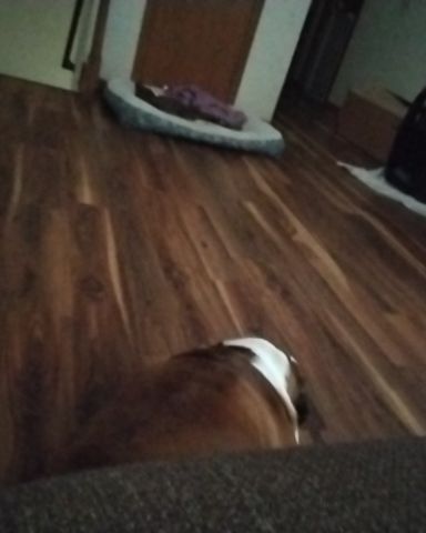 Cute English bulldog named Bobo not becker