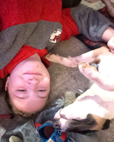 Cute bull terrier named Chinook