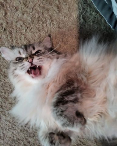 Cute Persian Ragdoll named Luna