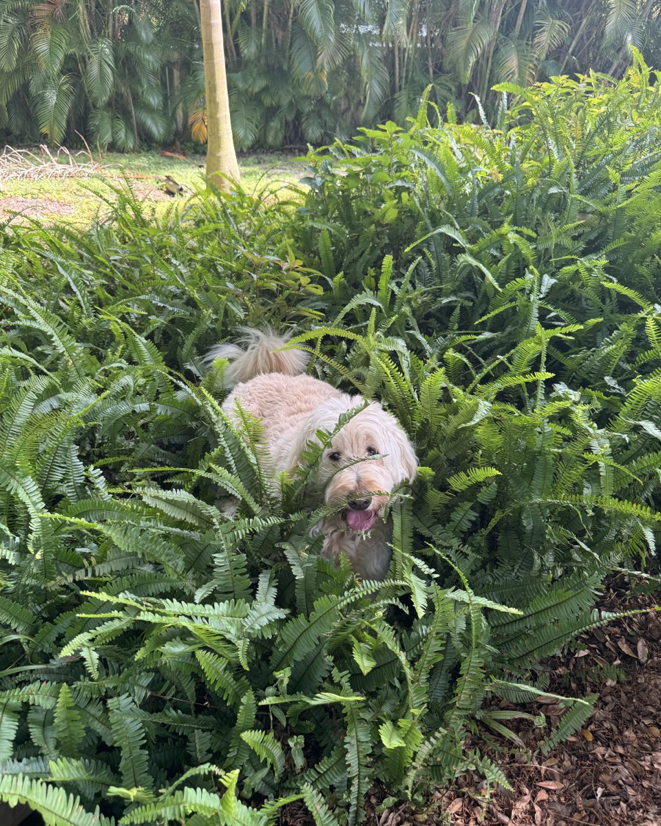 Cute dog named Bria