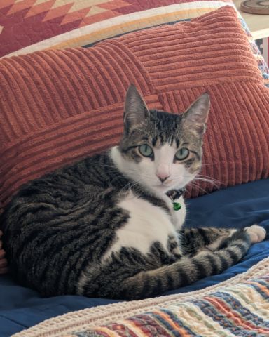 Cute cat named Kima