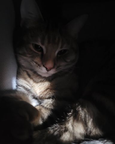 Cute cat named Ainé