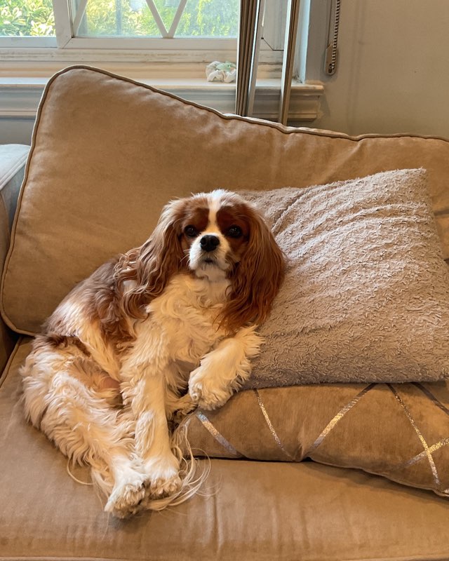 Cute Cavalier King Charles Spaniel named Arya