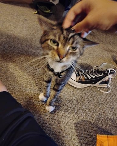 Cute Egyptian Tabby named Shadow