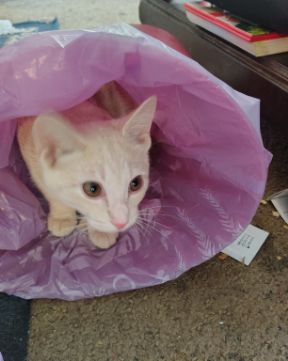 Cute orange kitty named Aphrodite
