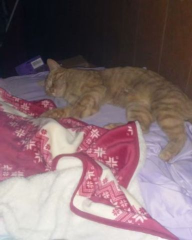 Cute tabby named Tiger