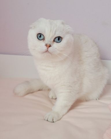 Cute Scottish fold named kenaz