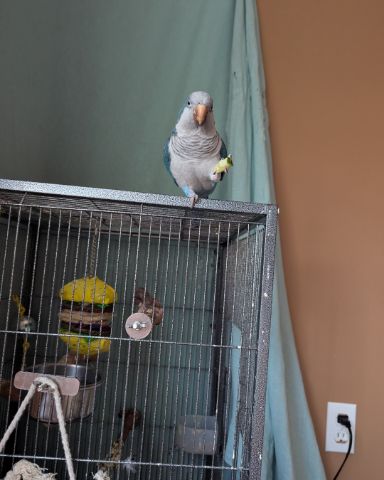 Cute Quaker parrot named pixie
