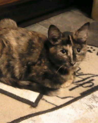 Cute cat named Gizmo