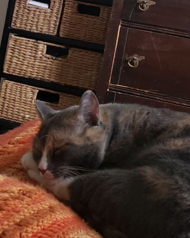 Cute calico named Penny