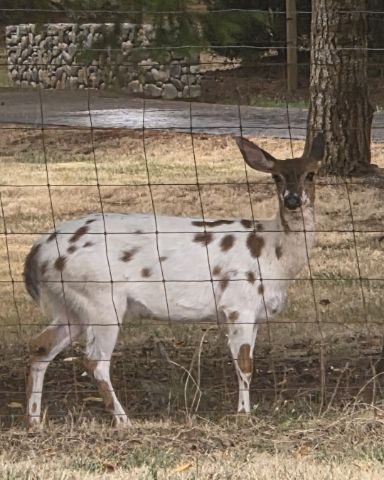 Cute aussie doodle named deer with spots. I took this picture and 3 seconds later lig