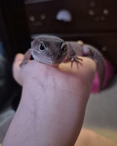 Cute blizzard lepord gecko named crystal