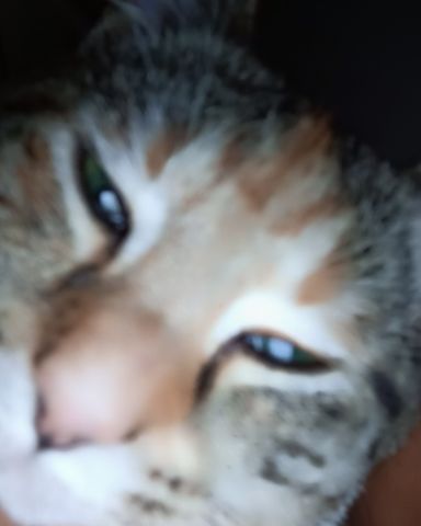 Cute cat named Michi