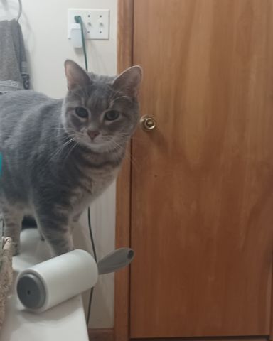 Cute short haired cat named dutchess