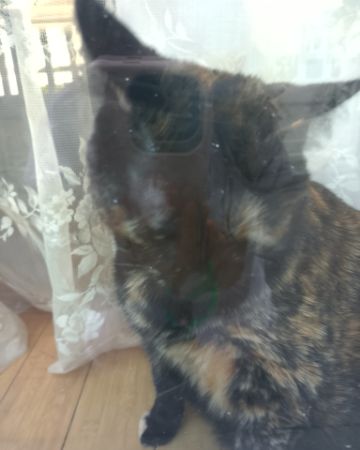 Cute American Shorthair named Candy (a.k.a. Angie)