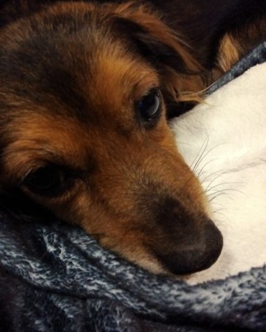 Cute dog named lady