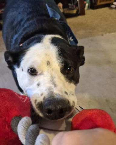 Cute border collie/lab named stevie