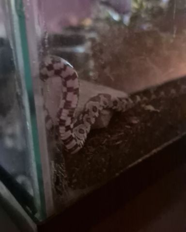 Cute corn snake named ✨Powder✨