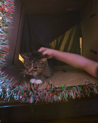 Cute Egyptian Tabby named Shadow