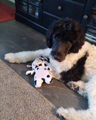 Cute Newfypoo named Gracie