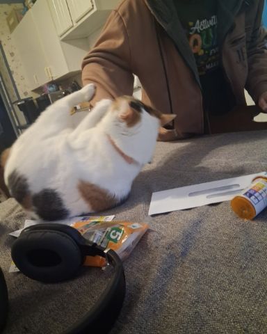 Cute Calico maincoon named Callie
