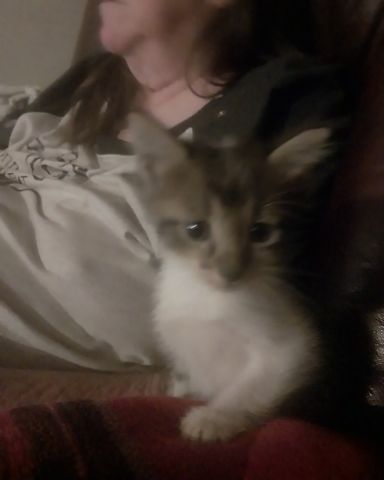 Cute idk what he is for rn :( named butter