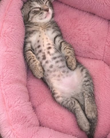 Cute kitty named Santiago