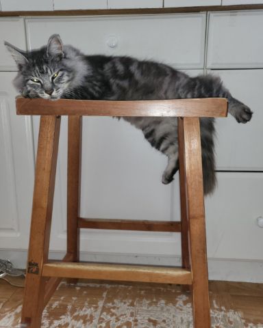Cute cat named Yeti Freddie