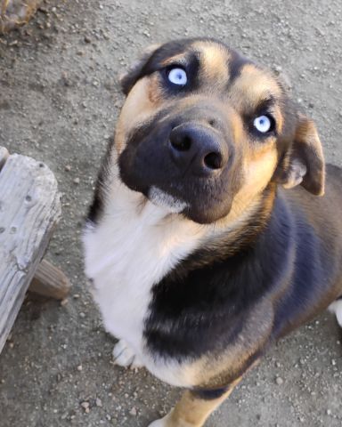 Cute dog named Obie