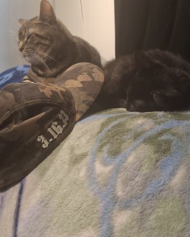 Cute Black cat named Aries