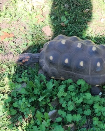 Cute Redfoot Tortoise named Robert