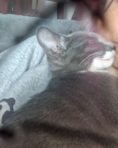 Cute grey tabby and tuxedo mix named ash