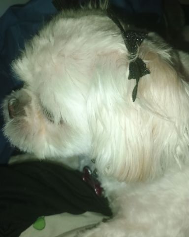 Cute Shi Tzu named Chloe