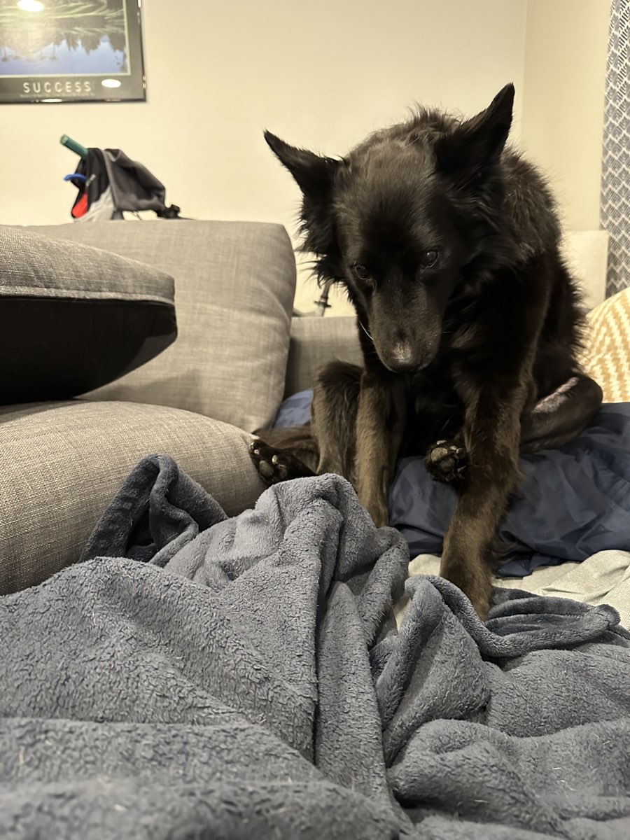 Cute dog named Sandor