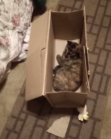 Cute cat named Gizmo