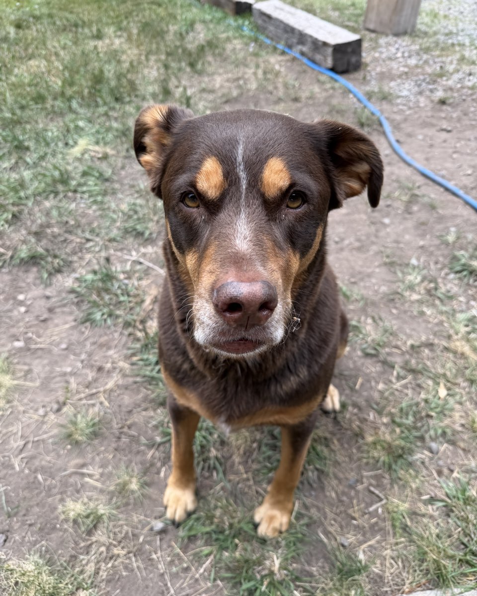 Cute Mix named Hazel