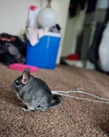 Cute rabbit named Chimmichanga