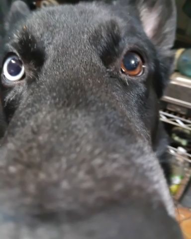 Cute dog named Niko