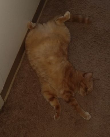 Cute Orange Floof named Harley