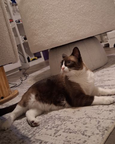 Cute domestic short hair cat/Tuxedo cat/Chartuex named Fluffer/Asher/Namour
