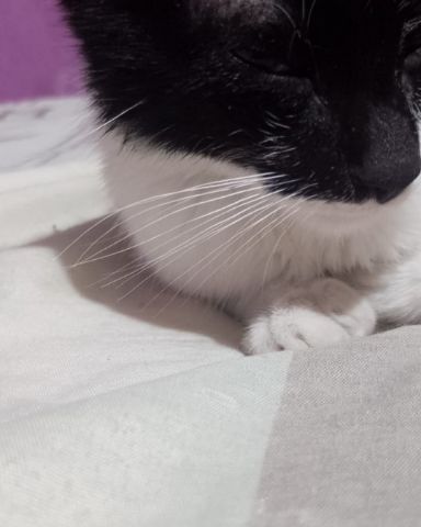 Cute cat named Silvestre