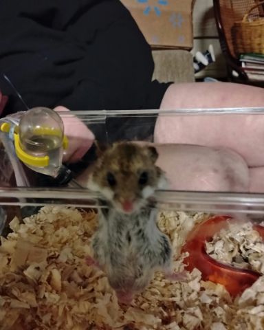 Cute cambell dwarf hamster named sam