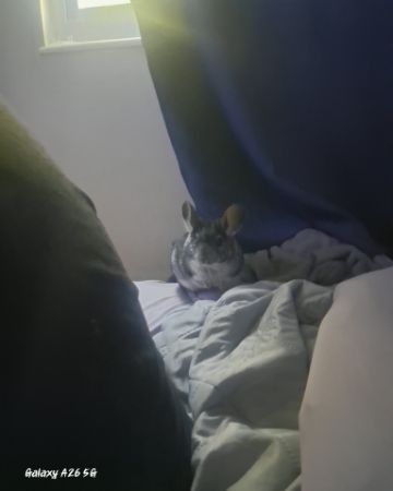 Cute Chinchilla named Chimmichanga
